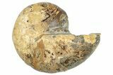 Cut & Polished Jurassic Nautilus Fossil (Half) - Madagascar #289984-1